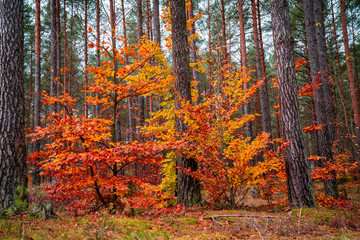 Colorful trees in the forest covered with yellow and red leaves. Beautiful autumn landscape.