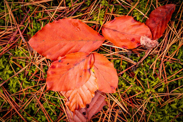 Red autumn leaves fell from a tree and lie on the ground. Colorful autumn in the forest