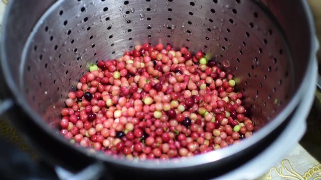 Bignay, Antidesma bunius home wine processing tossing into strainer to remove excess water