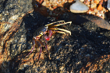 colorful crab on the rocks of Ceylon beach