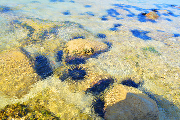 the underwater world of the Indian ocean on the island of Ceylon