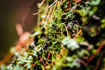 Green forest moss growing on a tree, closeup. Beautiful nature background and wallpaper