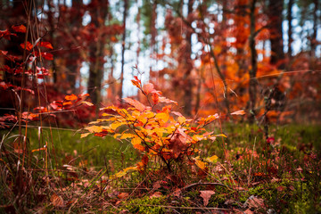 Little young tree with colorful autumn leaves, forest in the background
