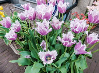 Amsterdam Flowers - Netherland