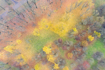 bright autumn landscape in morning fog top view. autumnal colorful season