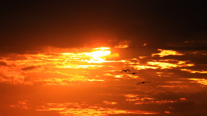 Three seagulls flying through the sky at sunset