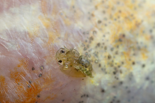 Common fish louse, Argulus foliaceus on perch photographed with high magnifcation