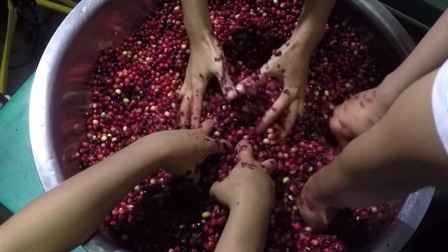 Bignay, Antidesma bunius home wine processing hand mashing and crushing of fruit