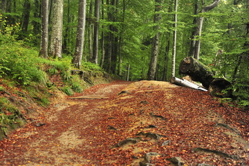 Autumn forest in rainy weather. Croatia, Plitvice Lakes.