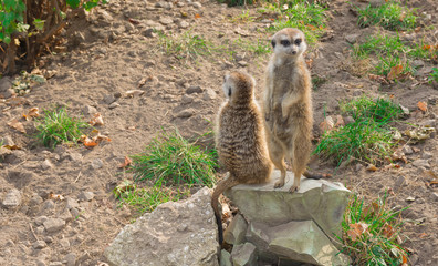 Fototapeta premium Meerkats on stone in contact zoo