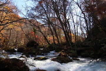 青森　紅葉した奥入瀬渓流