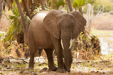 Naklejka premium elephant in Tanzania