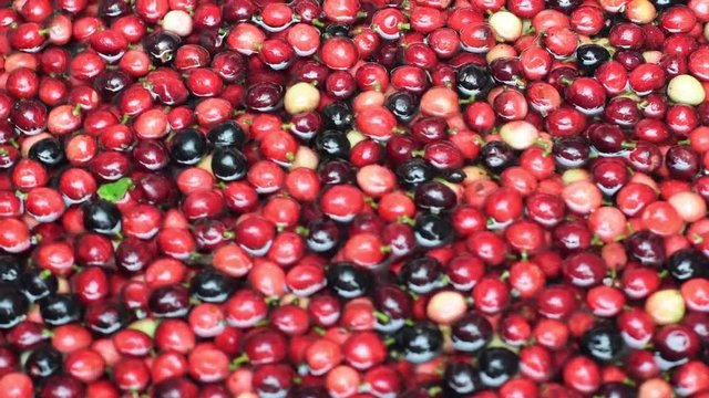 Bignay fruit, Antidesma bunius afloat on flowing water