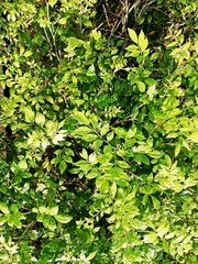 tropical leaf texture, nature green background