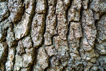 tree bark texture background, wooden texture pattern