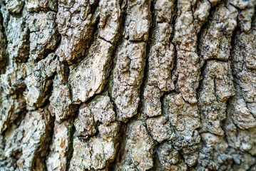 tree bark texture background, wooden texture pattern