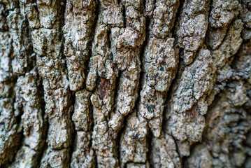 tree bark texture background, wooden texture pattern