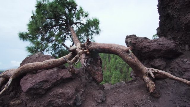 Special horizontally growing pine tree at volcano Teide Tenerife