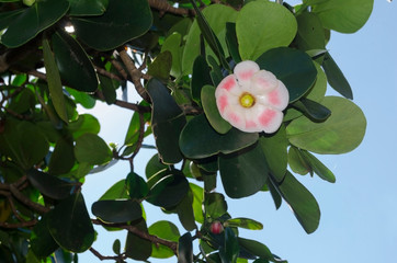 Clusia rosea, Copey the autograph tree, copey, balsam apple, pitch-apple, and Scotch attorney, is a tropical and sub-tropical plant species in the genus Clusia 