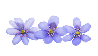 Fototapeta na wymiar spring blue flower isolated