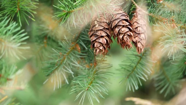 Closeup shot of Douglas Fir cones on a tree, blowing in the wind.