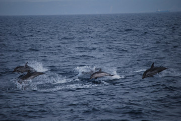 Fototapeta premium dolphins jumping in the sea