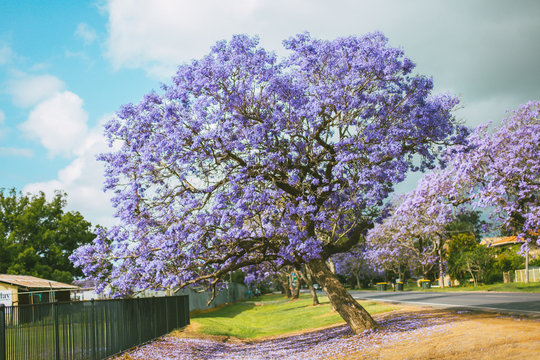 jacaranda tree in bloom