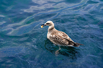 Seagull feeding itself