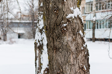 Tree trunk in the snow in the city on a winter day