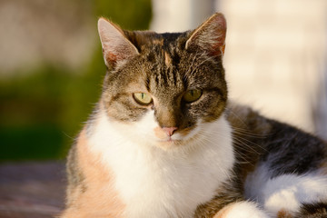 Cat lying and looking in the nature