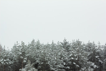 Natural background of pines in the snow