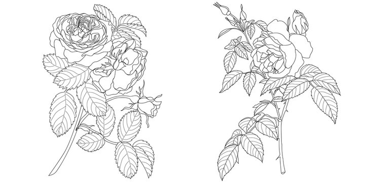 Set of black flower illustration on a white background. Vector.