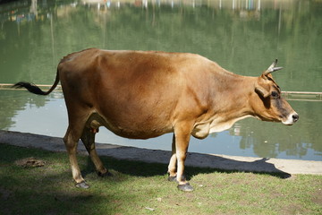 brown cattle