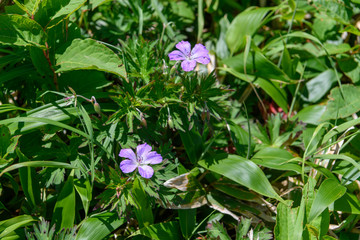 Obraz premium ハクサンフウロ