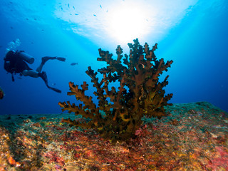 Fototapeta na wymiar coral under the sea