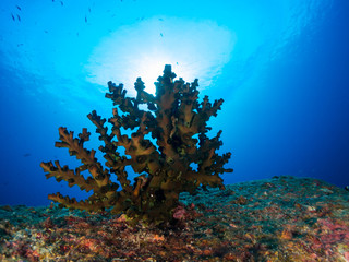 coral under the sea