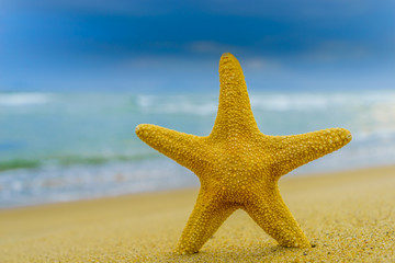 Obraz na płótnie Canvas Starfish on the Beach