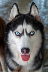 Portrait of Amazement Siberian Husky Dog opened mouth tongue out, front view.