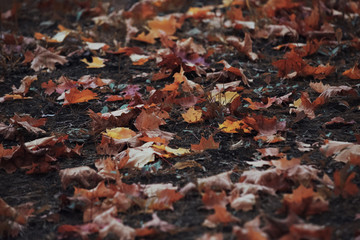 autumn leaves 