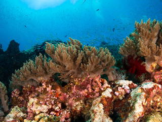 Naklejka na ściany i meble coral under the sea