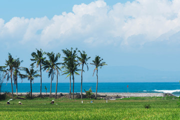Fototapeta premium People working on the rice field close to the sea on Bali island