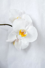 The branch of White orchids on white fabric background