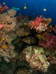 coral under the sea