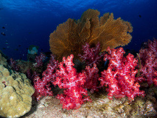 coral under the sea