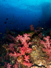 coral under the sea
