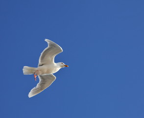 Glaucous Gull (Larus hyperboreus) on the wing - Arctic