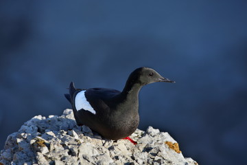 air, animal, arctic, bangle, beach, beak, bird, blue, clear, flight, fly, franz josef land, freedom, glaucous, grey, gull, kite, ocean, polar, sail, seagull, sky, soar, speed, white, wild, wildlife, w