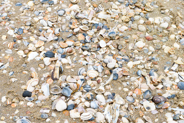 shells and conch on the North Sea beach in Leiden Netherlands