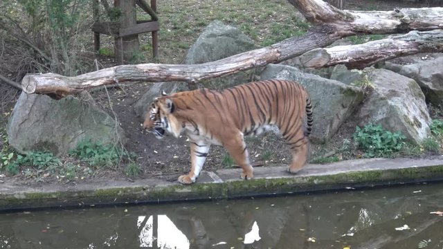 The Malayan tiger (Panthera tigris jacksoni)
