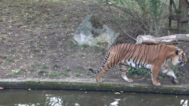 The Malayan tiger (Panthera tigris jacksoni)
